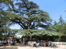 32 - Repas du dimanche midi sous le c&egrave;dre du Ch&acirc;teau
